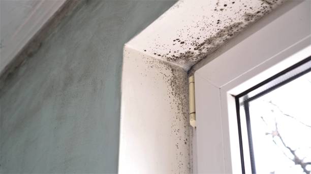 Best Mold Removal Company Near Me  in Nikiski, AK