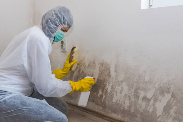 Best Attic Mold Removal  in Nikiski, AK