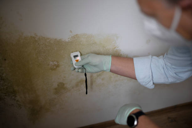 Trusted Nikiski, AK Mold Removal Experts