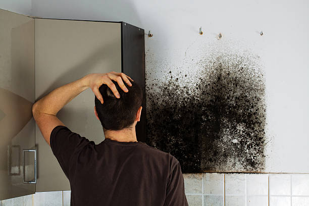 Best Commercial Mold Removal  in Nikiski, AK